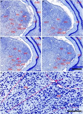 Comparison of the connectivity of the posterior intralaminar thalamic nucleus and peripeduncular nucleus in rats and mice